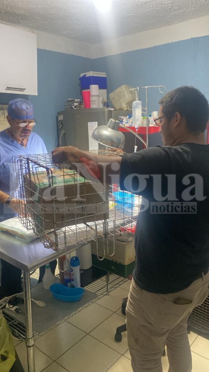 RESCATA PC A MONO AULLADOR EN ZONA RURAL DE MINATITLÁN 3 img 20250806 wa01542345772435418524721