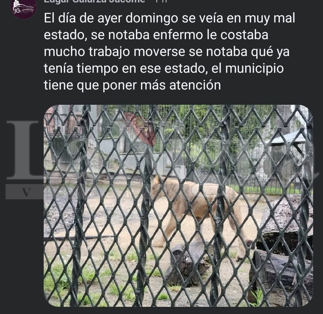 Exigen investigar muerte de león en el Paseo del Río de Orizaba 9 img 20250819 wa00024504653342367332608