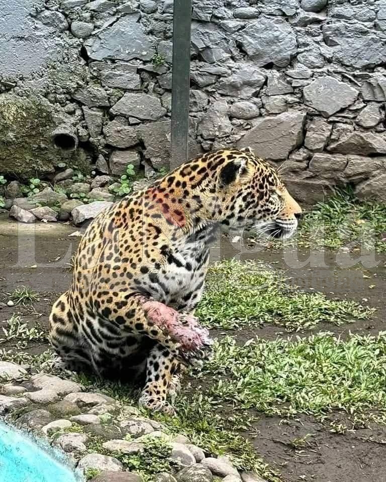 Exigen investigar muerte de león en el Paseo del Río de Orizaba 5 img 20250819 wa00047281326605793552806