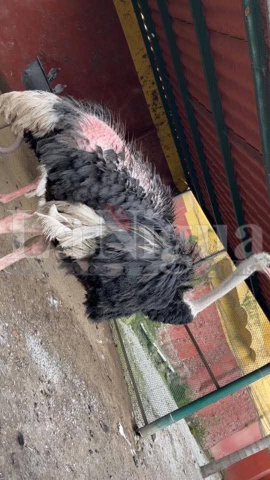 Exigen investigar muerte de león en el Paseo del Río de Orizaba 6 img 20250819 wa00055406292535265958190