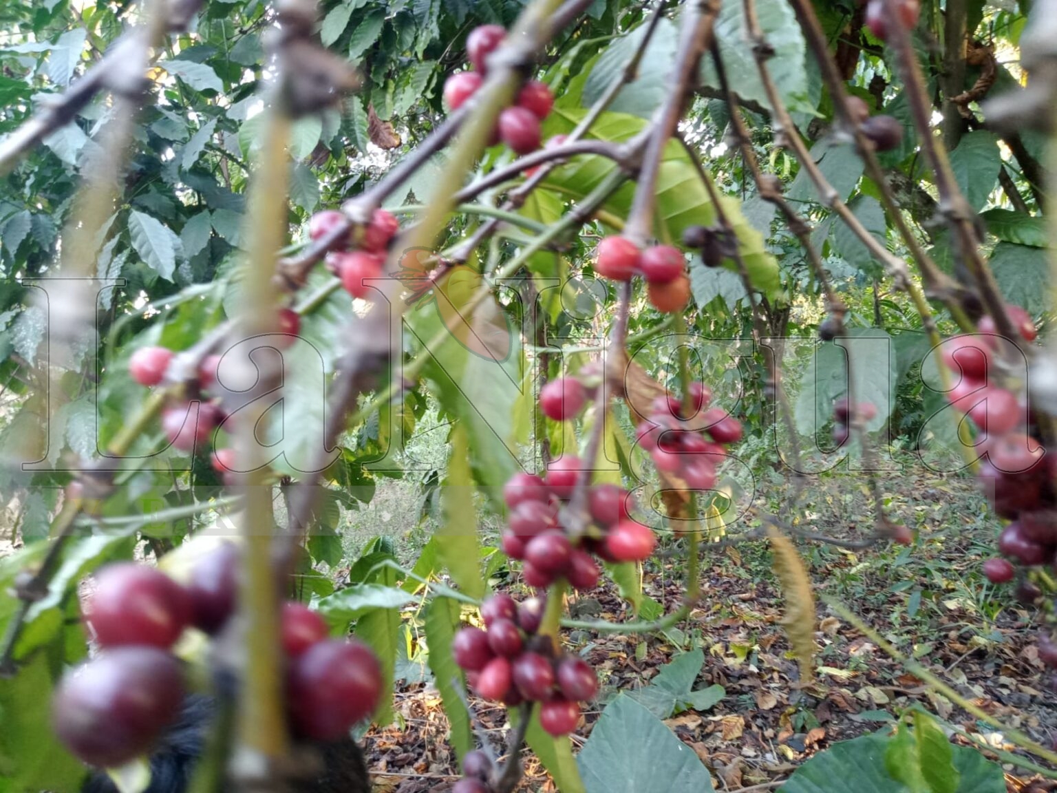 Pequeños caficultores de Veracruz en riesgo por cambio climático, alerta estudio