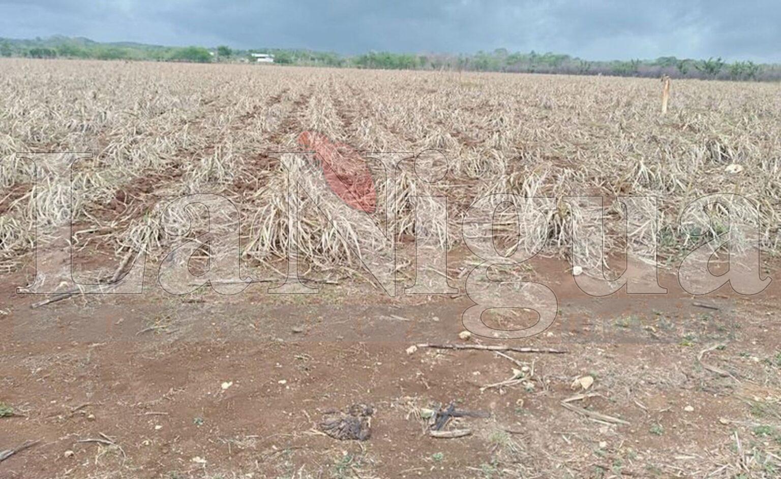 SE ORGANIZAN CAÑEROS PARA PELEAR POR EL PRECIO DE TONELADA DE LA ZAFRA ENTRANTE