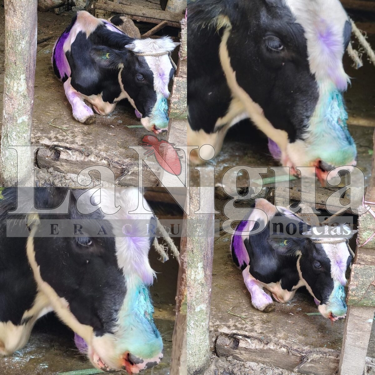 Confirman primer caso de gusano barrenador en Ixtaczoquitlán; activan alerta sanitaria en Veracruz