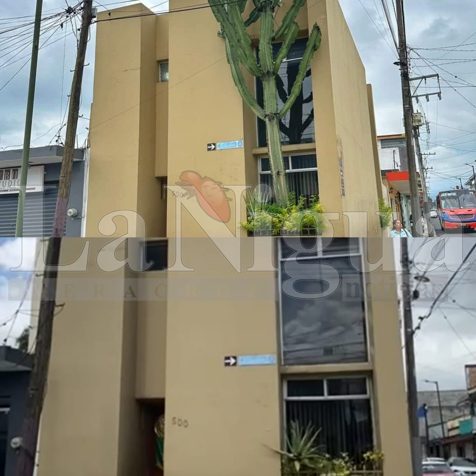 Adiós al cactus que desafió al concreto en Orizaba