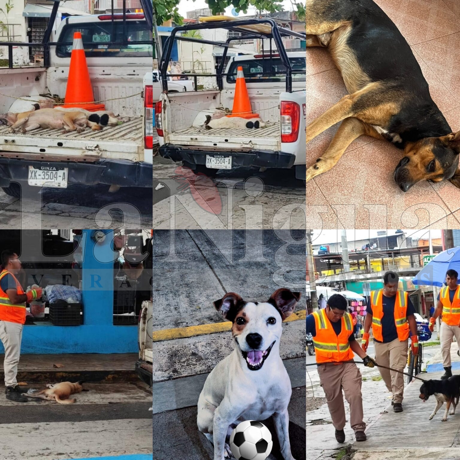 Interpondrán formal denuncia por envenamiento de perros en Catemaco; darán recompensa para quien tenga información y dar con el o los responsables