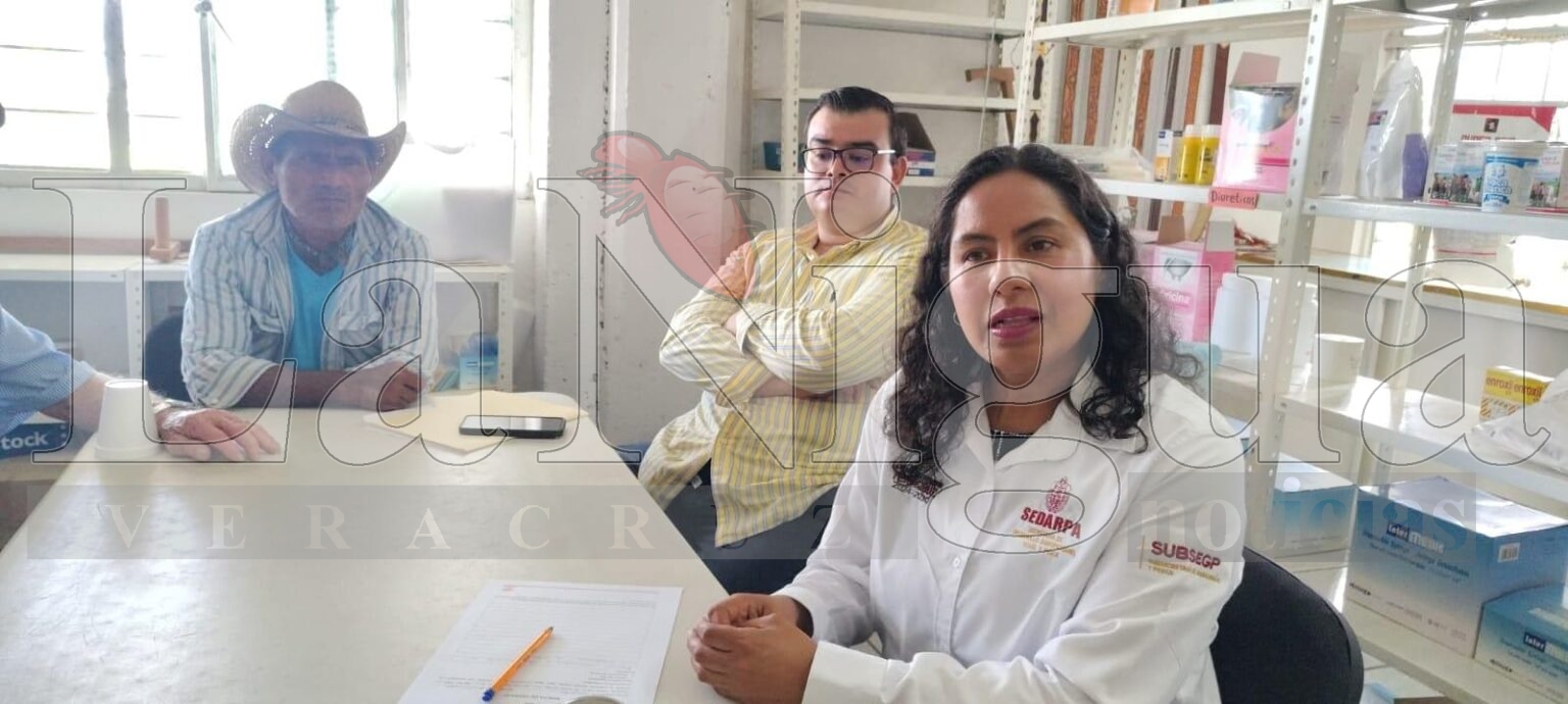 65 casos activos de gusano barrenador, en Veracruz; autoridades refuerzan acciones preventivas: SEDARPA