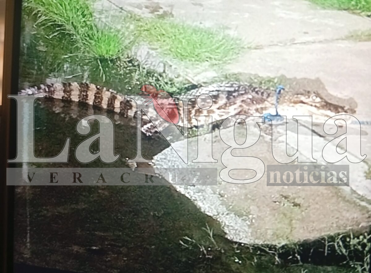 Capturan a cocodrilo en Alvarado