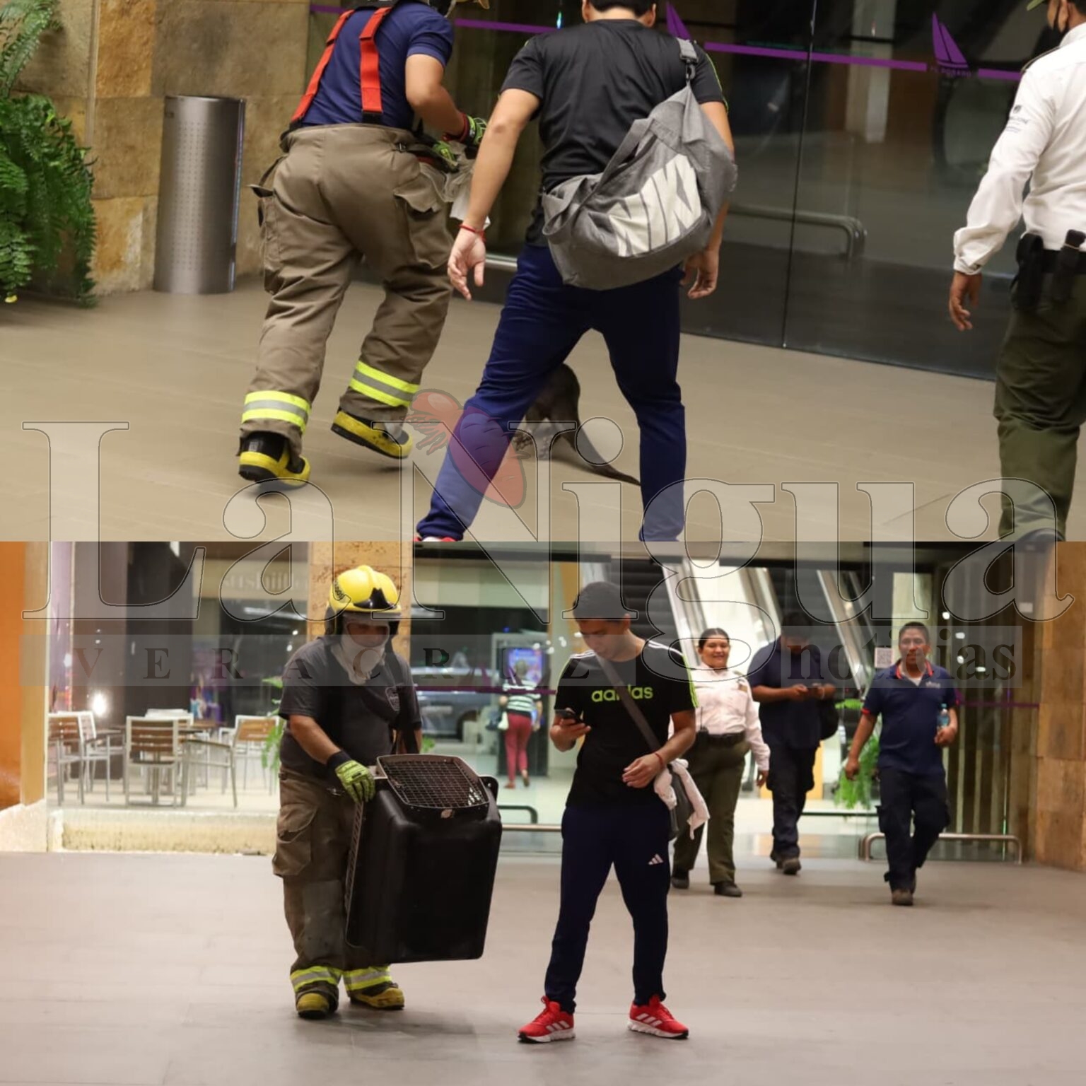 Nutria se mete a fuente de centro comercial en Boca del Río es rescatada por PC