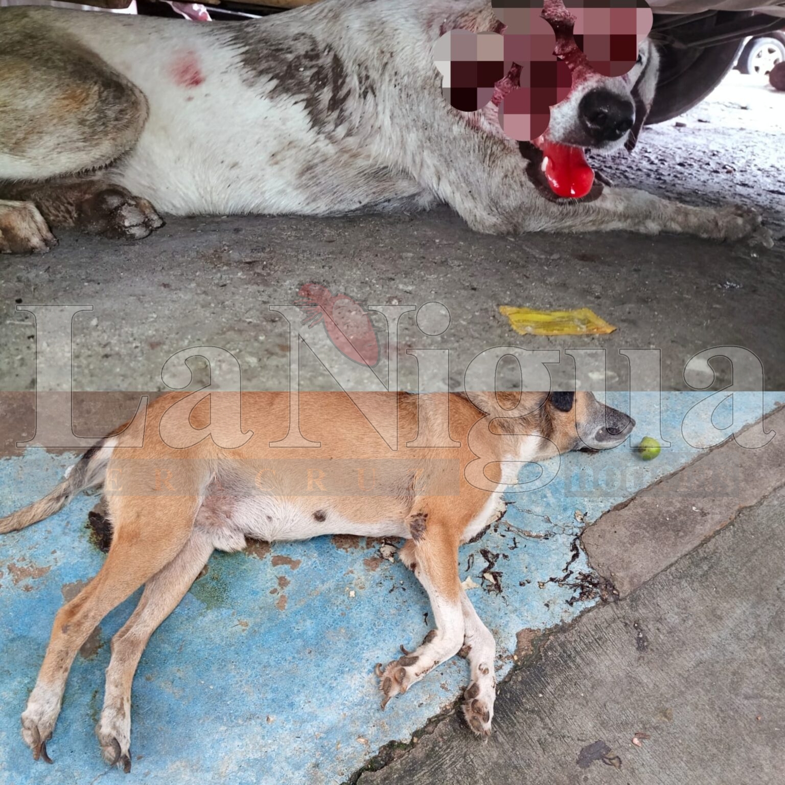 Preocupación en Cosoleacaque: vecinos denuncian ataques contra animales