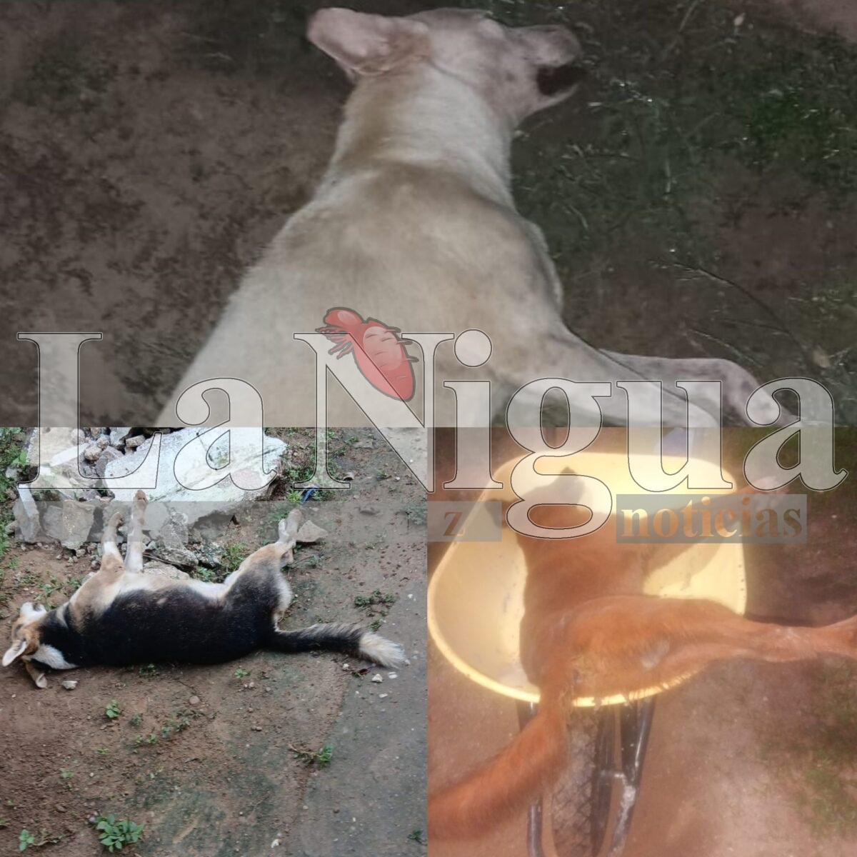 Envenenan a cuatro perritos en la comunidad Las Ánimas, en Minatitlán; vecinos exigen justicia y denuncian impunidad. 1 polish 20251021 1314348261478761337102526073