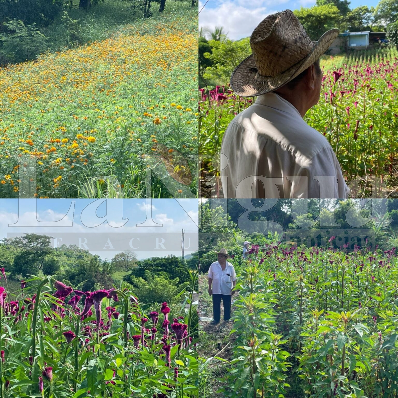 A partir del 26 de octubre, comienza la corta de la flor de Cempasúchil en la comunidad Las Lomas en Minatitlán.