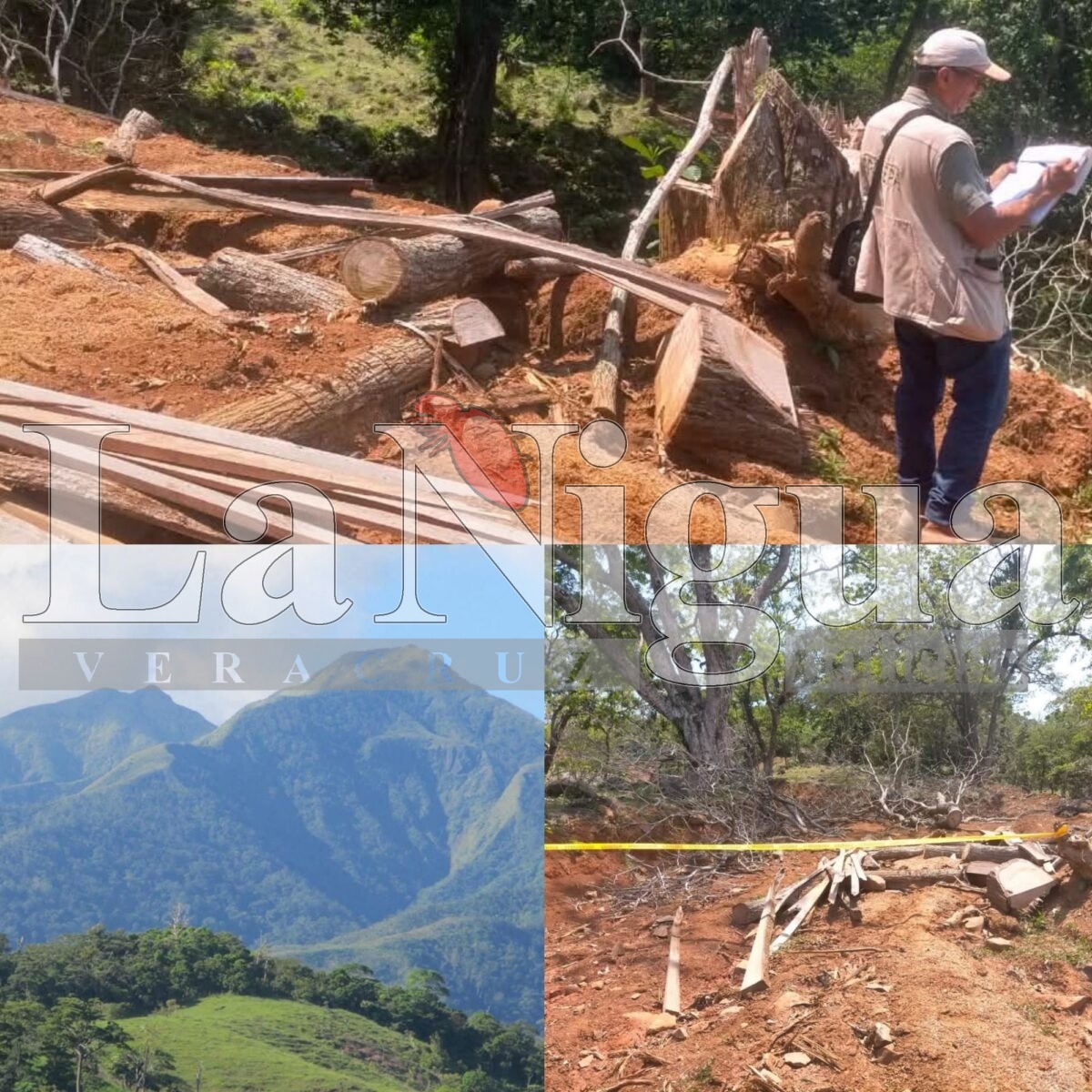 Se extingue la Reserva de la Biosfera de Los Tuxtlas; Deforestación sigue latente 1 polish 20251023 1231219025915655984389185833