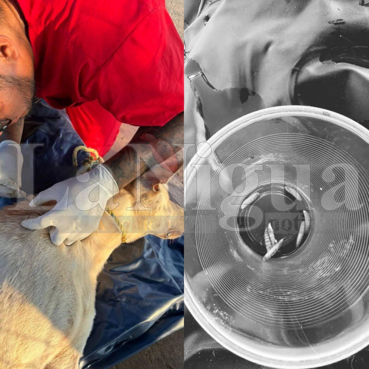 Preocupa aumento del gusano barrenador en perros de Las Choapas.