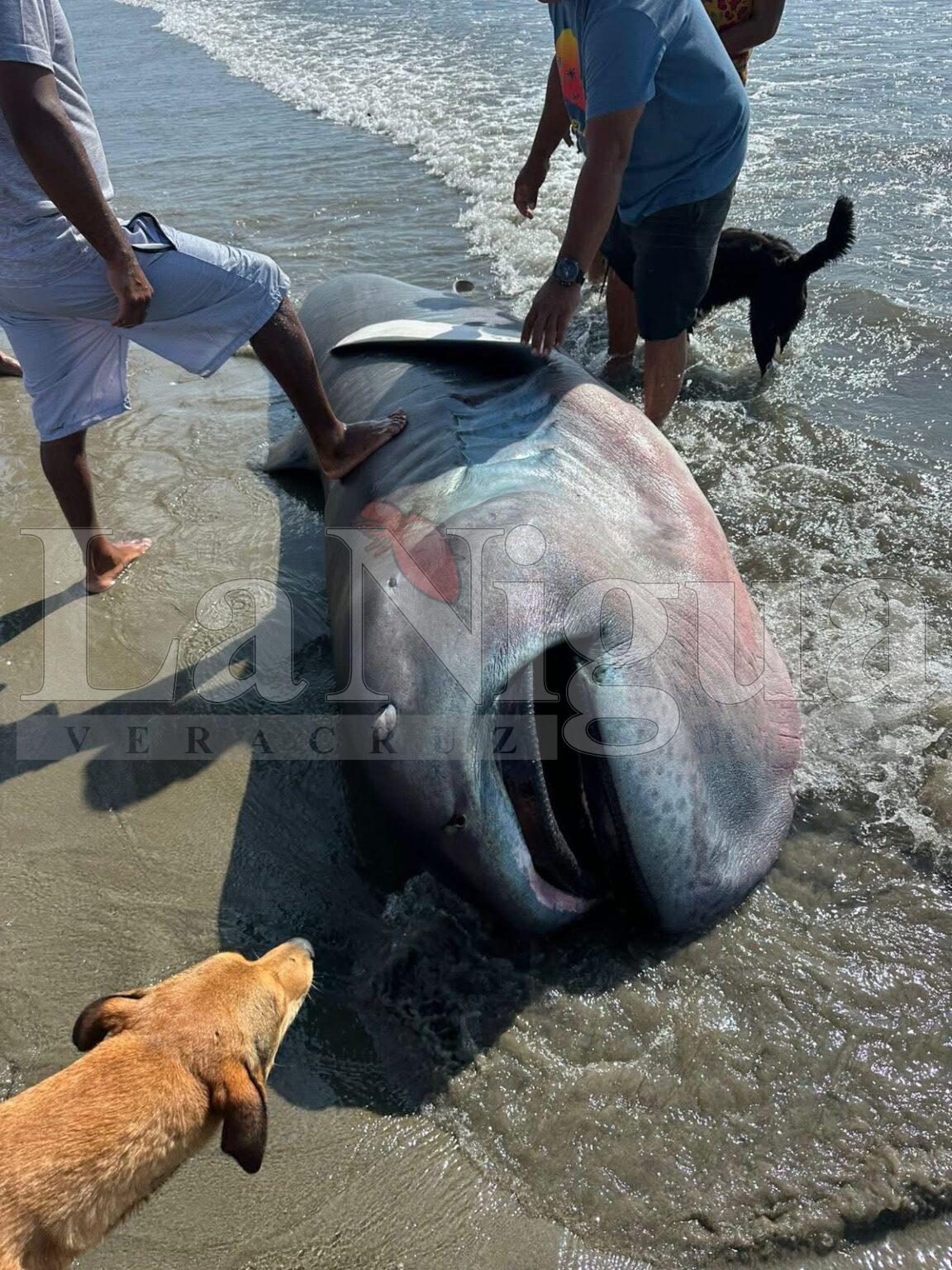 Tiburón muy raro de ver encalló en la costa, y los costeños se lo comieron