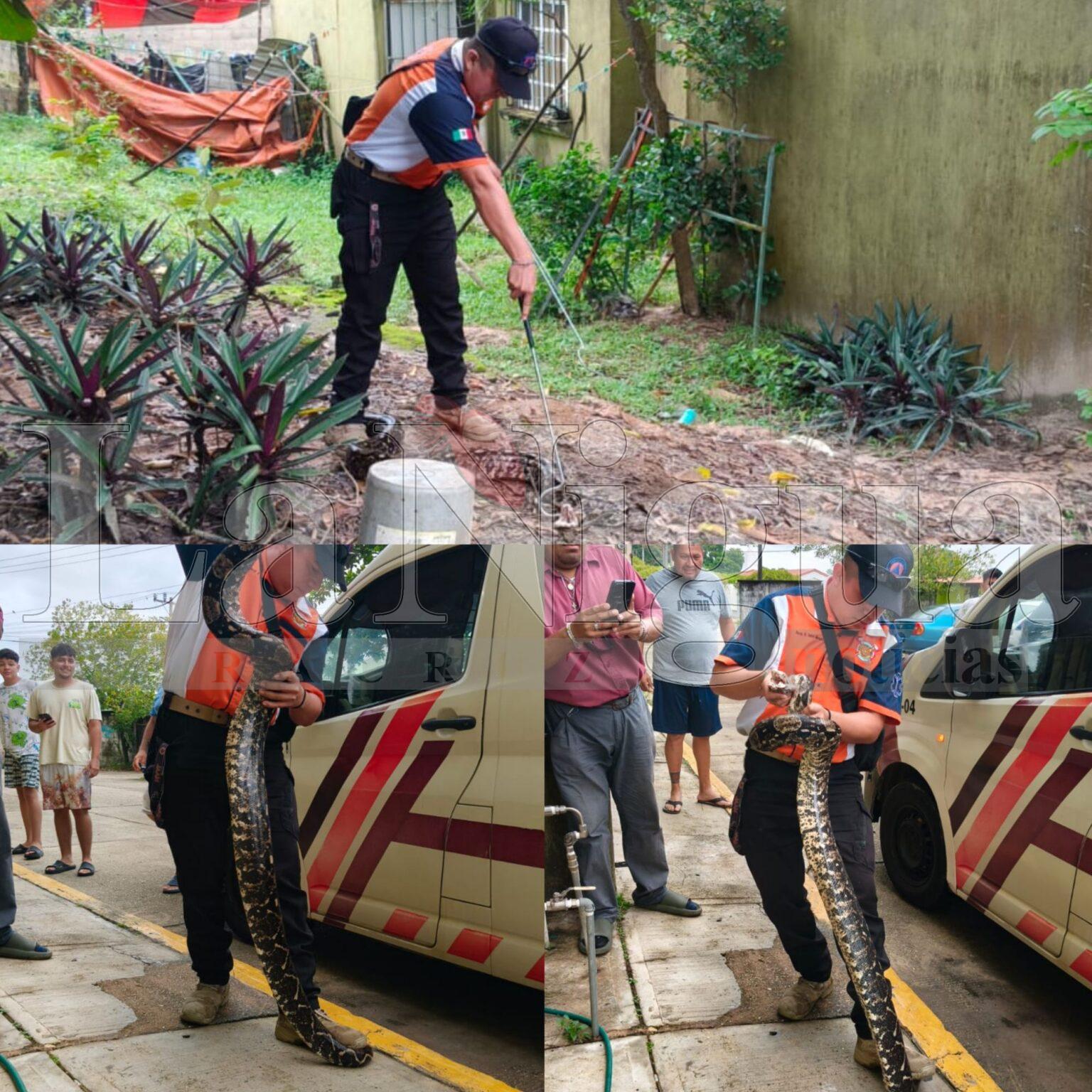 Captura PC de Cosoleacaque serpiente