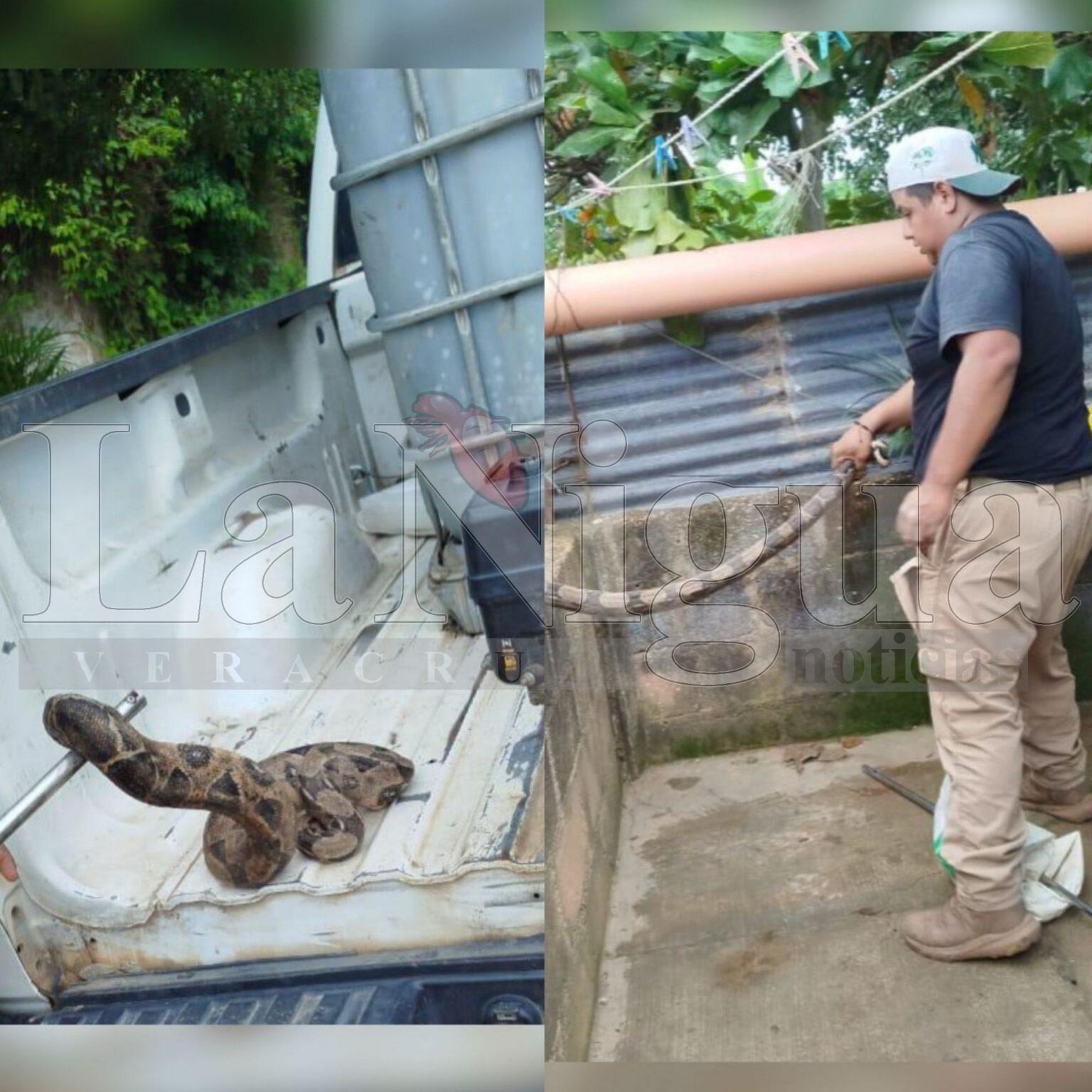 Capturan boa constrictor de casi dos metros en Oluta, al sur de Veracruz.