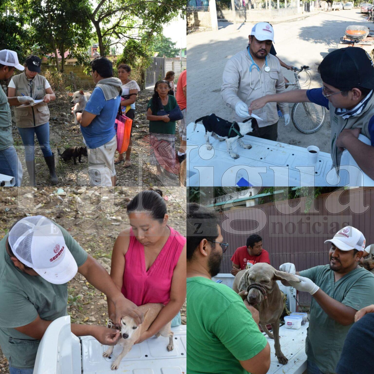 SEDEMA, con apoyo internacional para animales afectados en zona norte de Veracruz