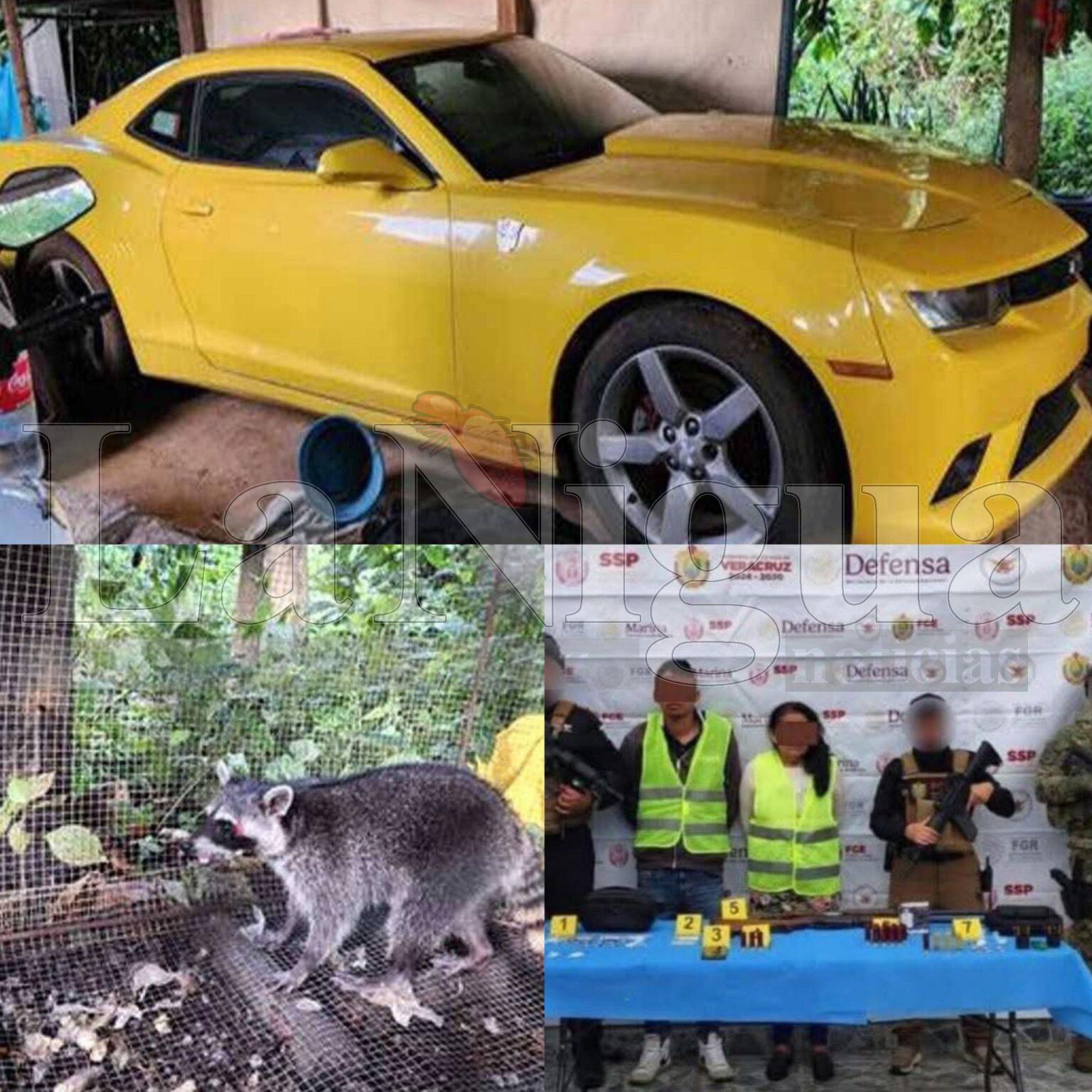 DOS PERSONAS DETENIDAS, VEHÍCULO Y OBJETOS ASEGURADOS EN OPERATIVO DE CATEO CON FUERZAS FEDERALES EN HUATUSCO