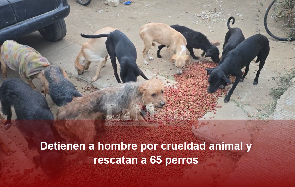 Detienen a hombre por crueldad animal y rescatan a 65 perros en San Francisco Lachigoló