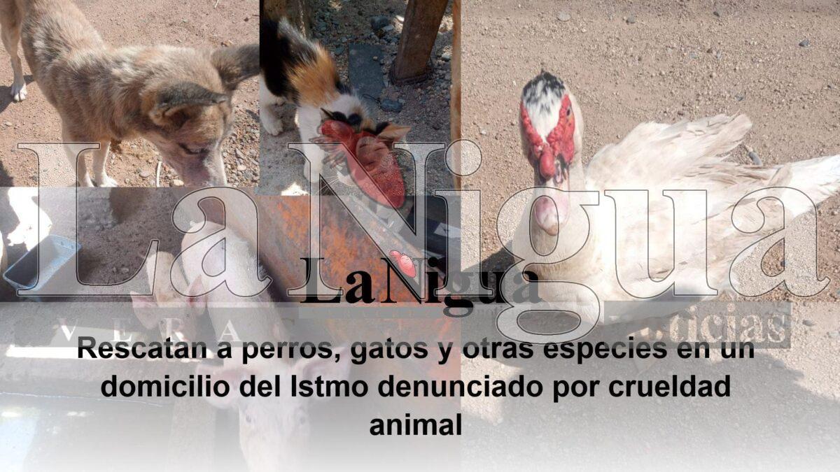 Rescatan a perros, gatos y otras especies en un domicilio del Istmo denunciado por maltrato animal