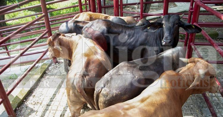 Agricultura y ganaderos refuerzan acciones sanitarias contra el gusano barrenador en el sur-sureste