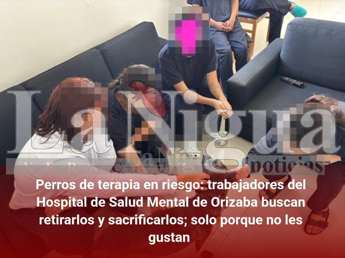 Perros de terapia en riesgo: trabajadores del Hospital de Salud Mental de Orizaba buscan retirarlos y sacrificarlos; solo porque no les gustan