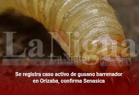 Se registra caso activo de gusano barrenador en Orizaba, confirma Senasica