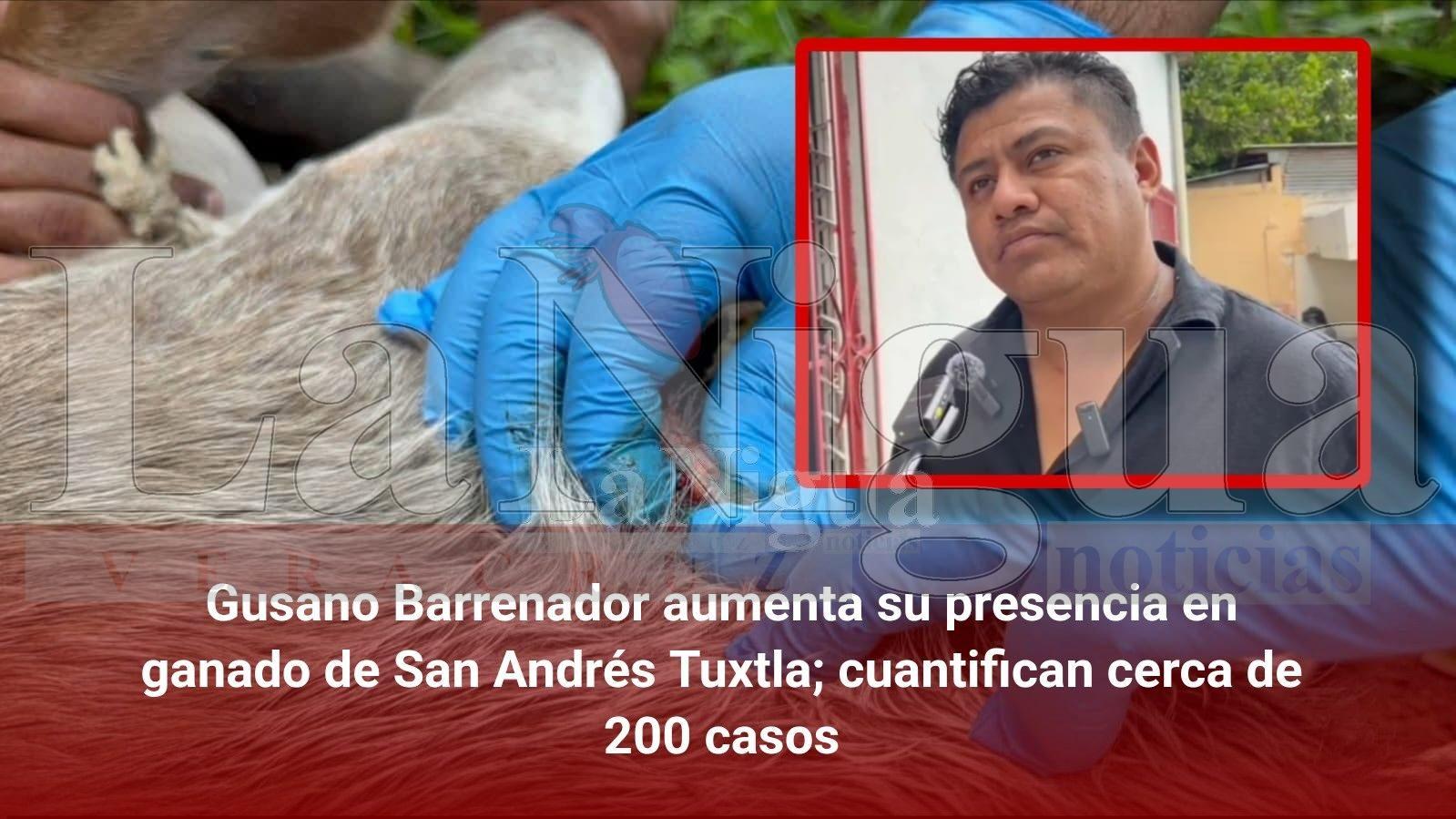 Gusano Barrenador aumenta su presencia en ganado de San Andrés Tuxtla; cuantifican cerca de 200 casos