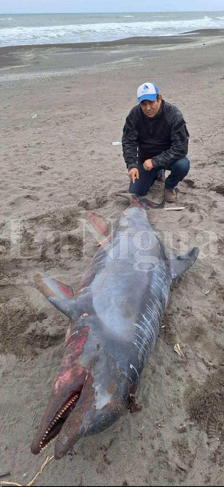 APARECE DELFÍN MUERTO EN PLAYAS DE NAUTLA