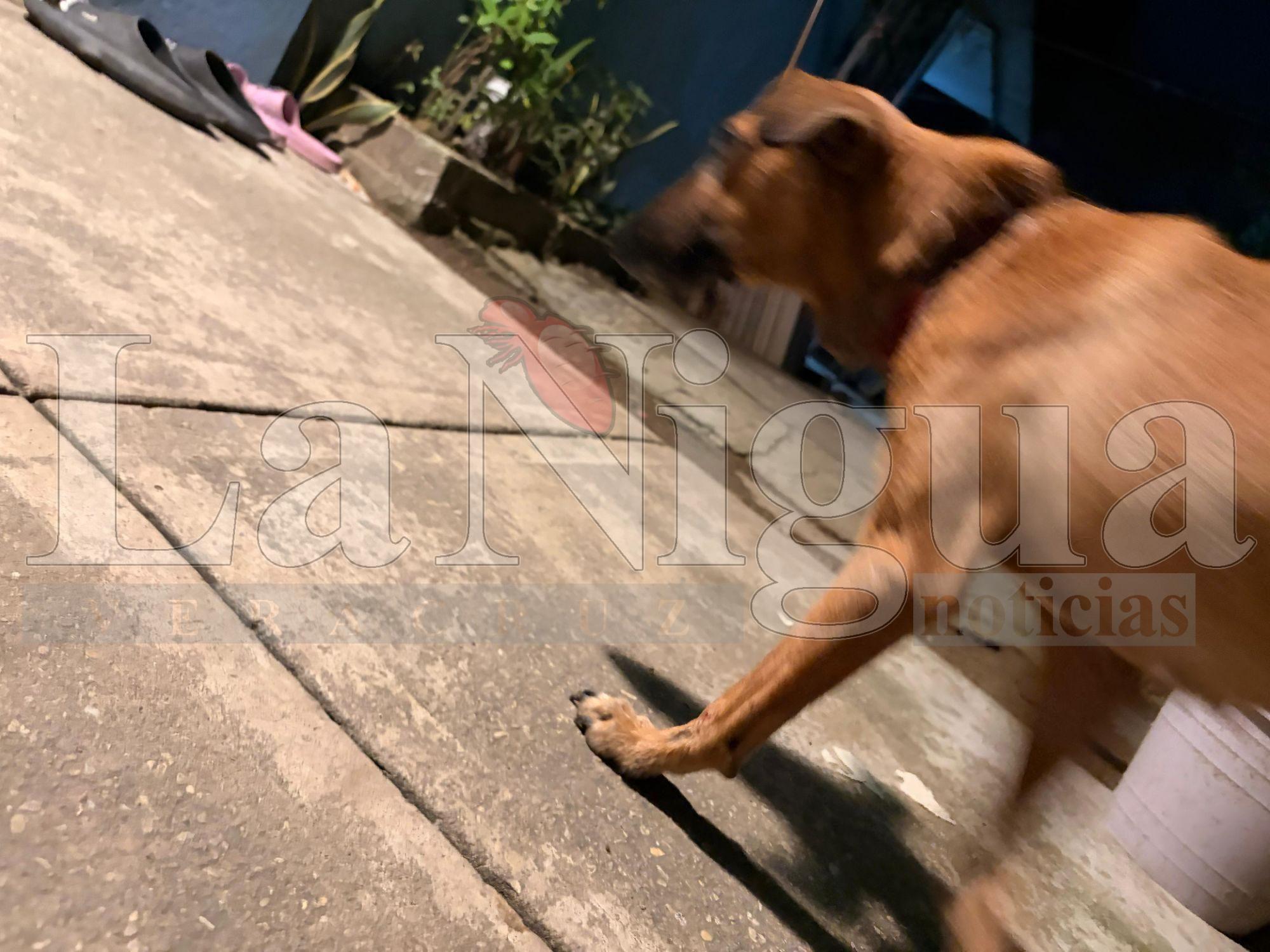 Vecino rescata a perro víctima de maltrato en la colonia José F. Gutiérrez. Imágenes sensibles