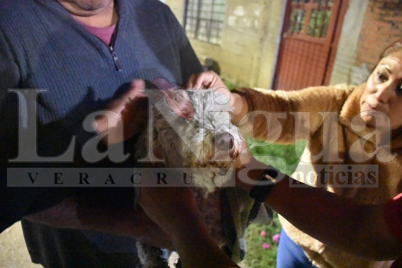 Rescatan a perrito que cayó en alcantarilla