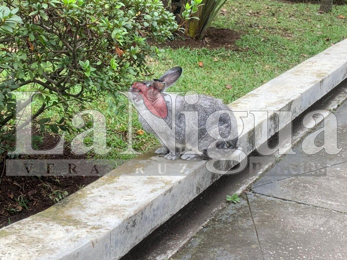 “Brincos de alegría” en el parque Venustiano Carranza