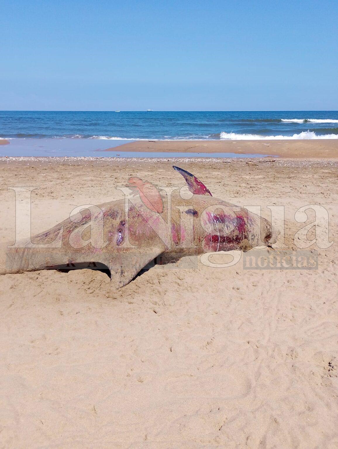 HALLAN VACA MARINA AL SUR DE COATZACOALCOS