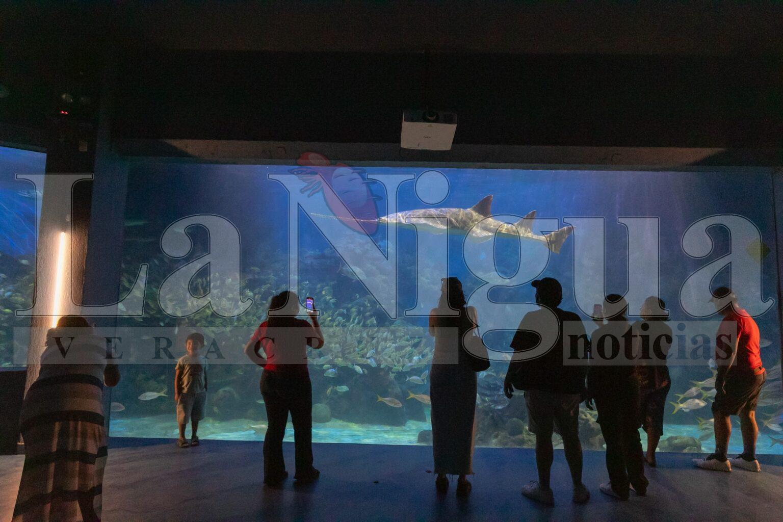 Por Carnaval, tendrá Aquarium horario especial del 14 al 17 de febrero