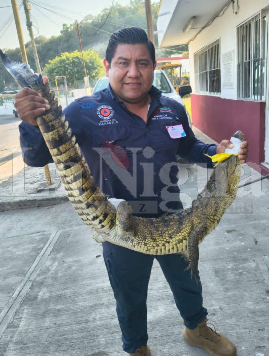 Protección Civil captura cocodrilo cerca del IPN en Papantla