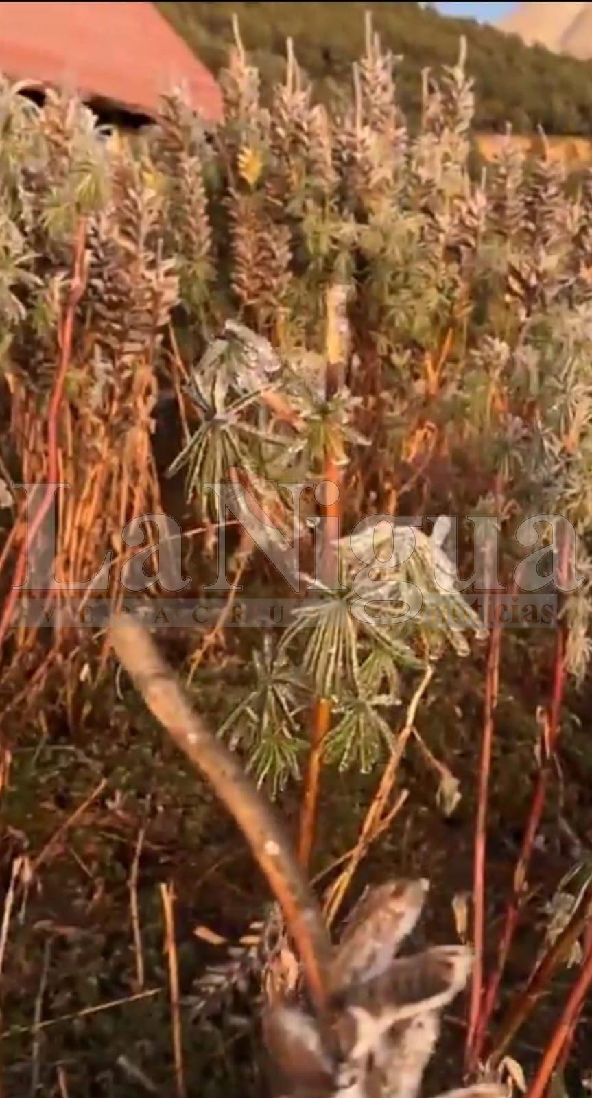 Frío extremo azota La Perla; se registra cencellada en zonas altas