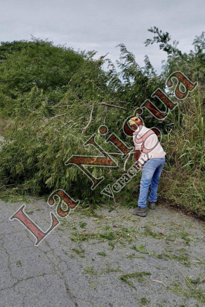 Remueven árboles caídos tras norte