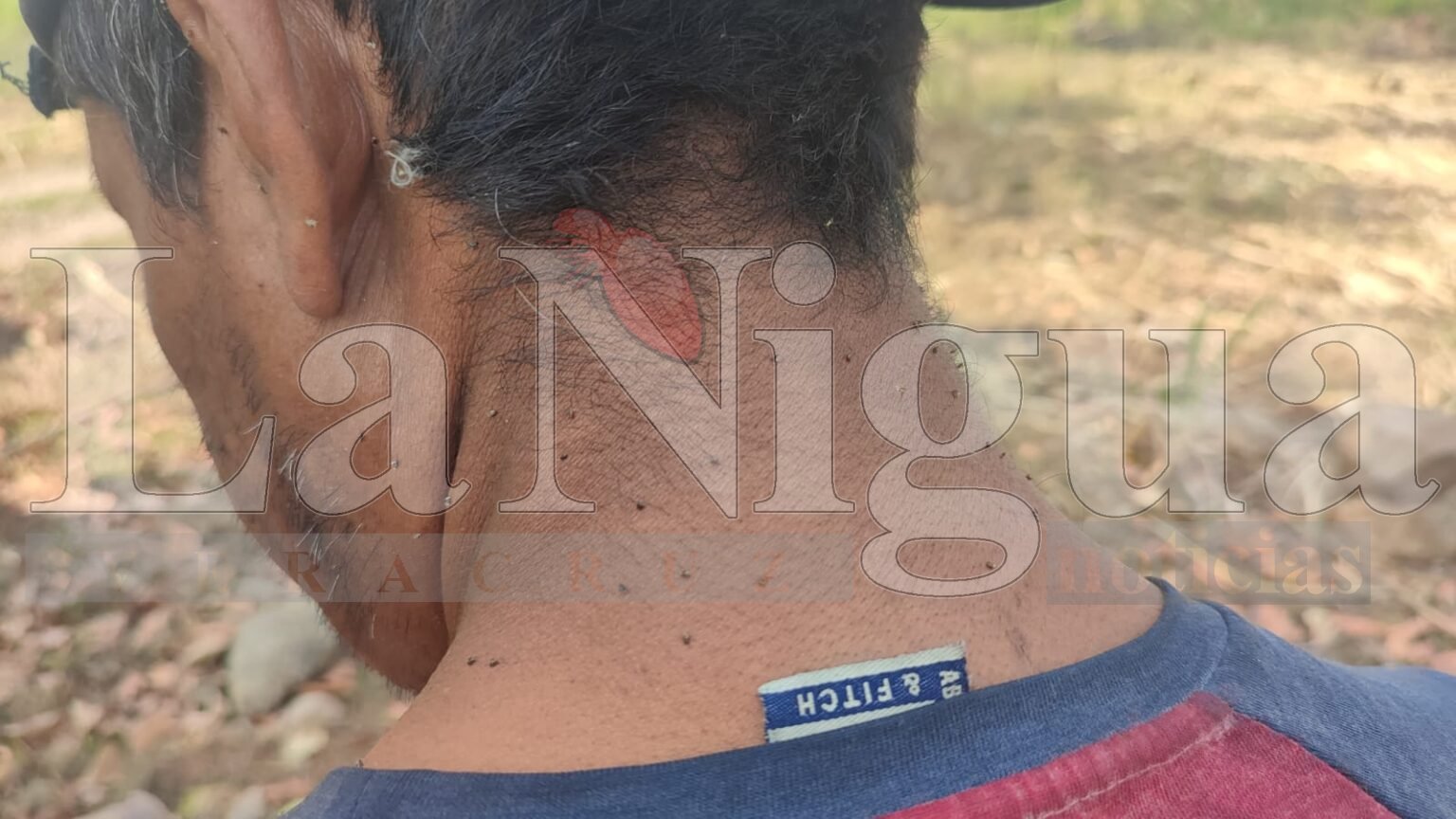 Cortadores de caña resultan picados por abejas en Paso del Macho