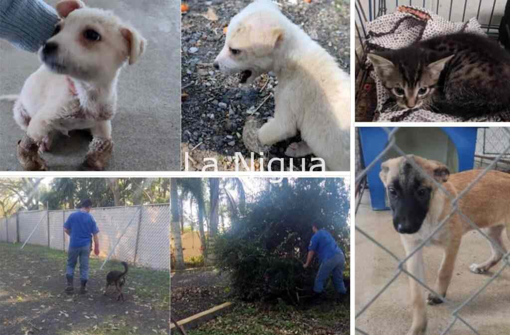 Opera ya el Centro de Bienestar Animal, fue recibido abandonado e insalubre