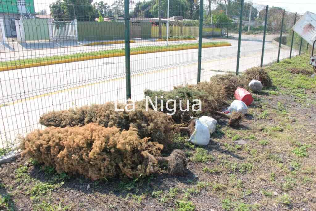Avanza campaña ‘Recicla tu Navidad’