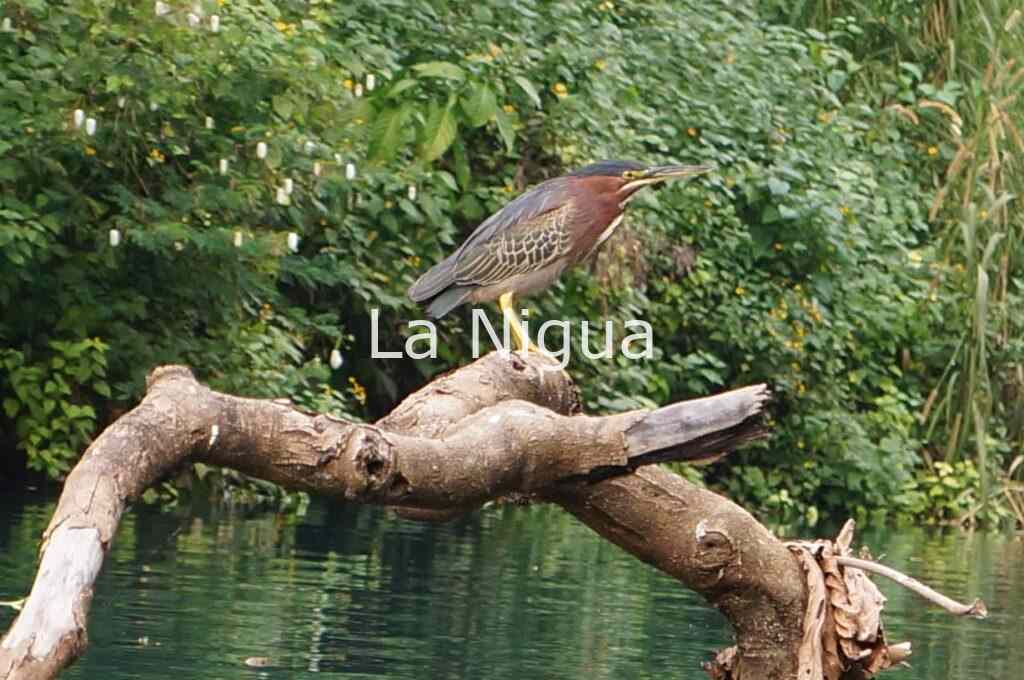 Bandera Blanca’ podría causar conflicto social: alcalde de Atoyac