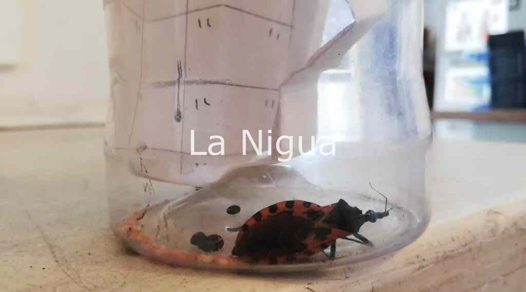 Trabajan autoridades de Salud en campaña por “mal de chagas”