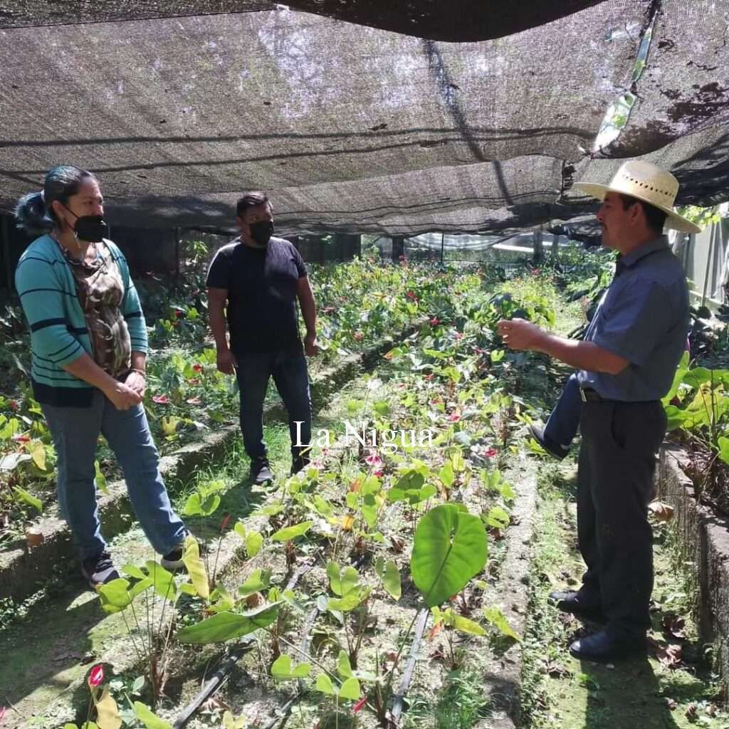 Busca Fomento Agropecuario aterrizar proyectos viables a través de Censo de Agrícola