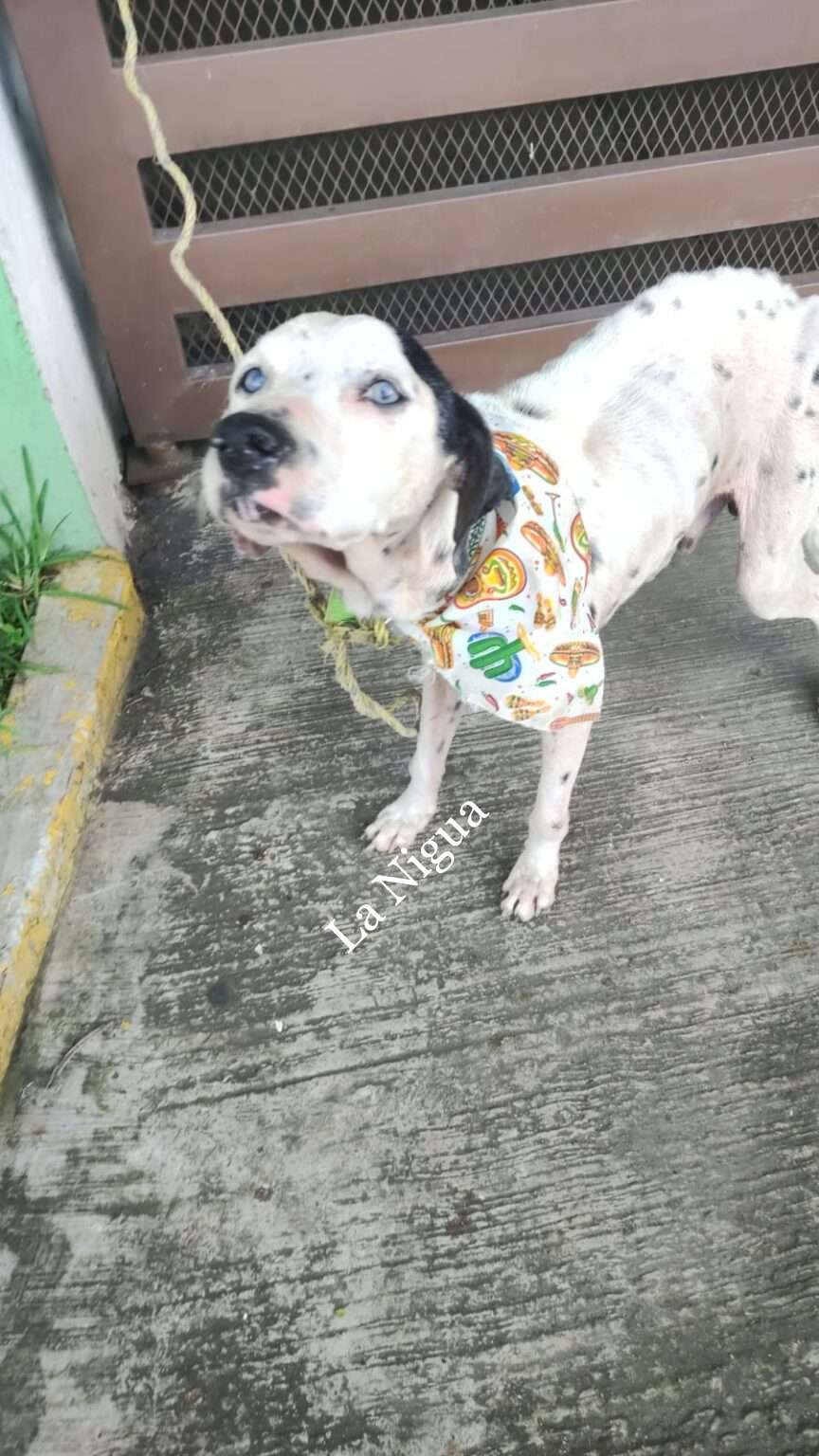 Perrito en adopción