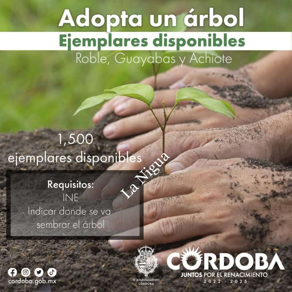 Invita Ecología a adoptar un árbol del programa “Sembremos Vida”