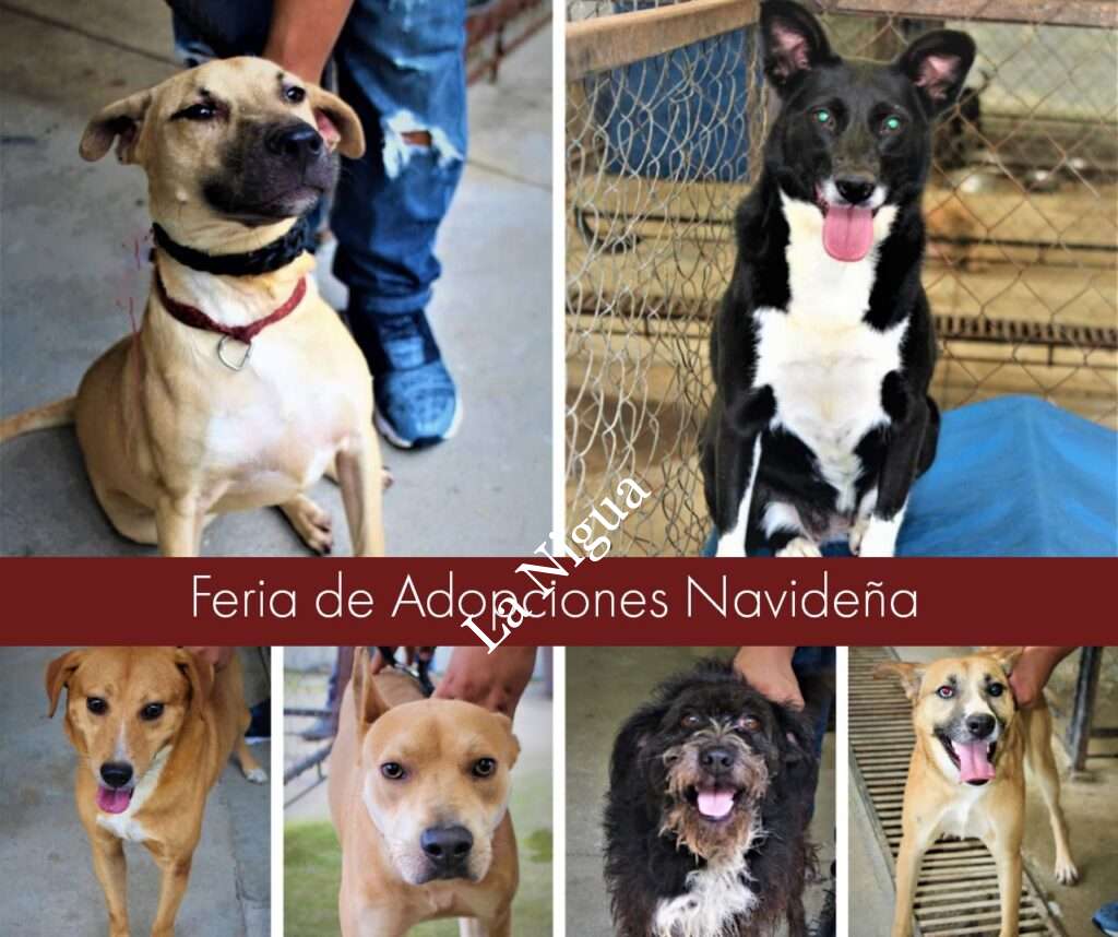 Invita Bienestar Animal a “Feria de Adopciones Navideña” este 9 de diciembre