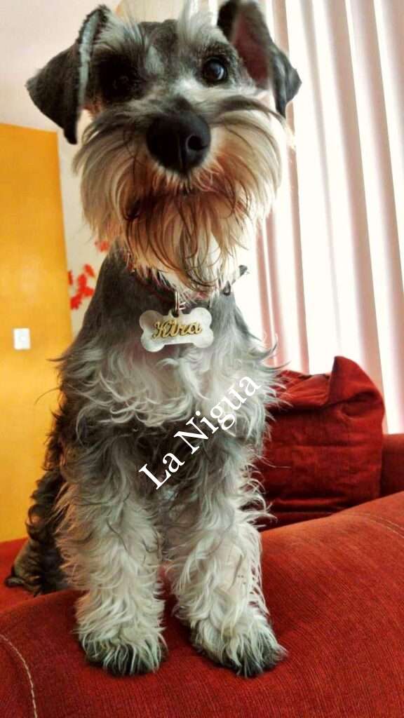 Mascota perdida por culpa de la pirotecnia