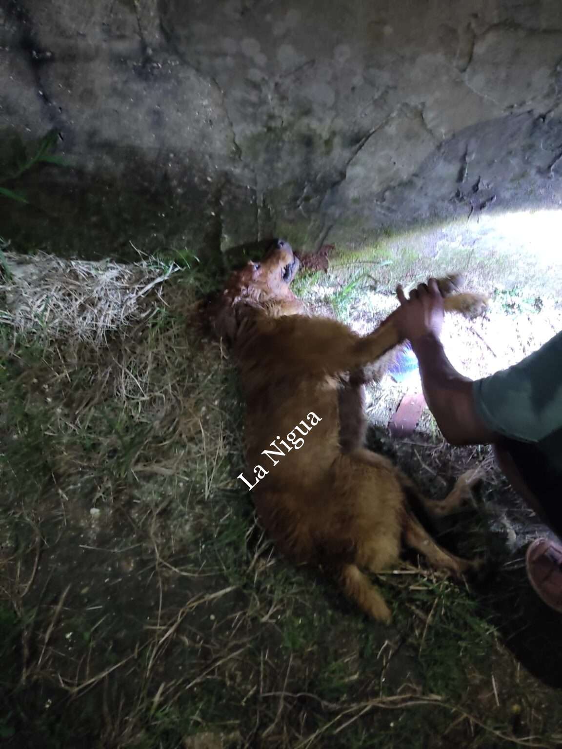 Se registra otro ataque de perro pitbull en Las Choapas