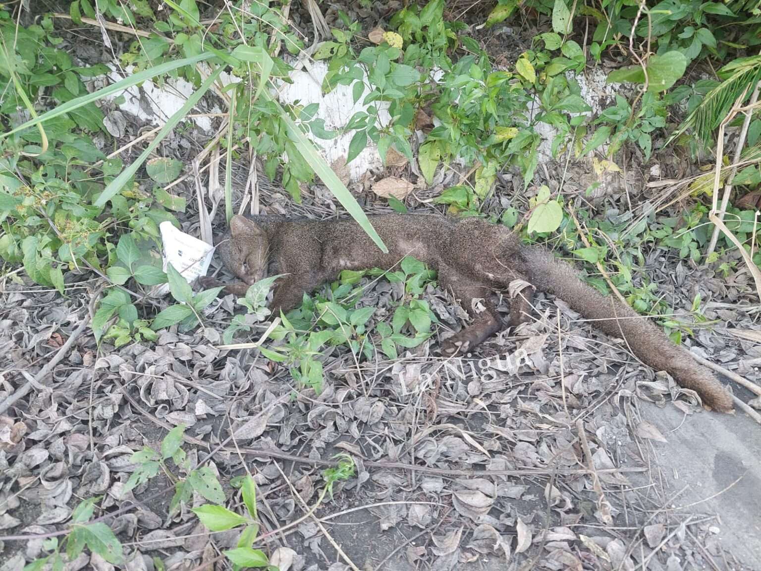 MUERE GATO ONZA TRAS SER ARROLLADO EN LA MÉXICO-TAMPICO