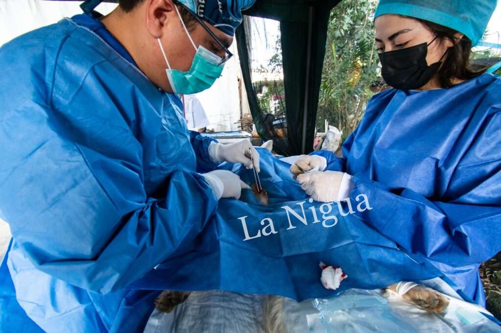 Llega brigada de esterilización a bajo costo a colonia Paraíso